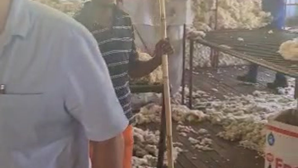 Smithfield – Shearing of our sheep